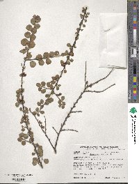 Cotoneaster horizontalis image