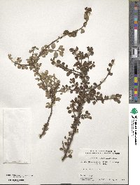 Cotoneaster horizontalis image