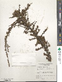 Cotoneaster horizontalis image