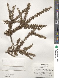 Cotoneaster horizontalis image