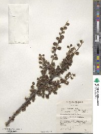 Cotoneaster horizontalis image