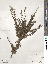 Cotoneaster horizontalis image