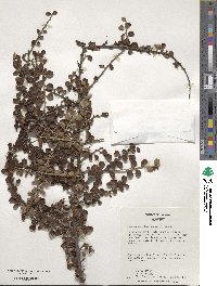 Cotoneaster horizontalis image