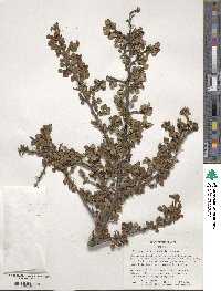 Cotoneaster horizontalis image