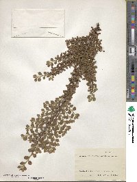 Cotoneaster horizontalis image