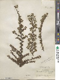 Cotoneaster horizontalis image