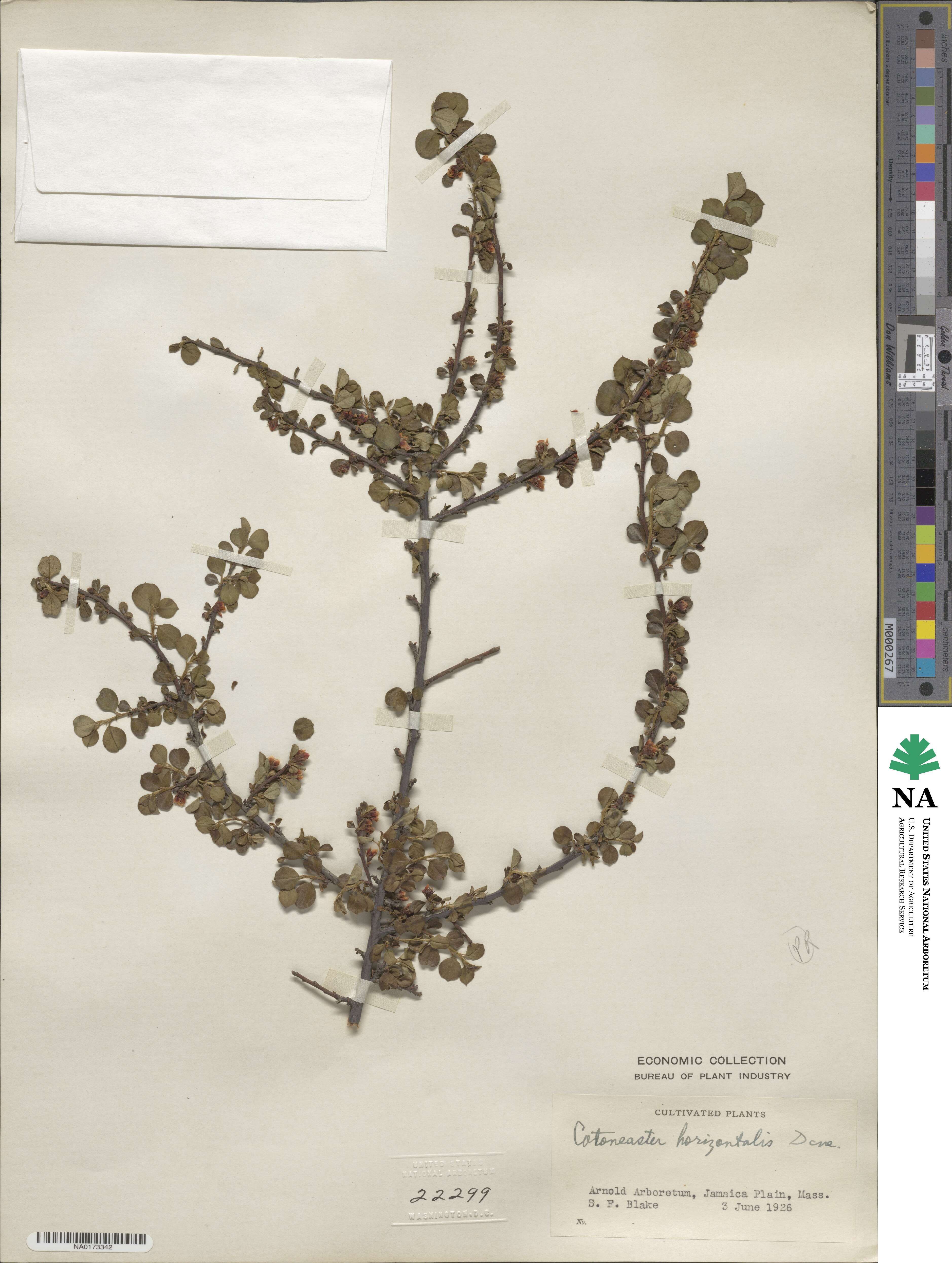 Cotoneaster horizontalis image