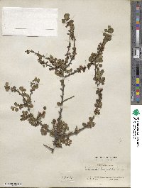 Cotoneaster horizontalis image