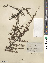 Cotoneaster horizontalis image