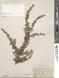 Cotoneaster horizontalis image