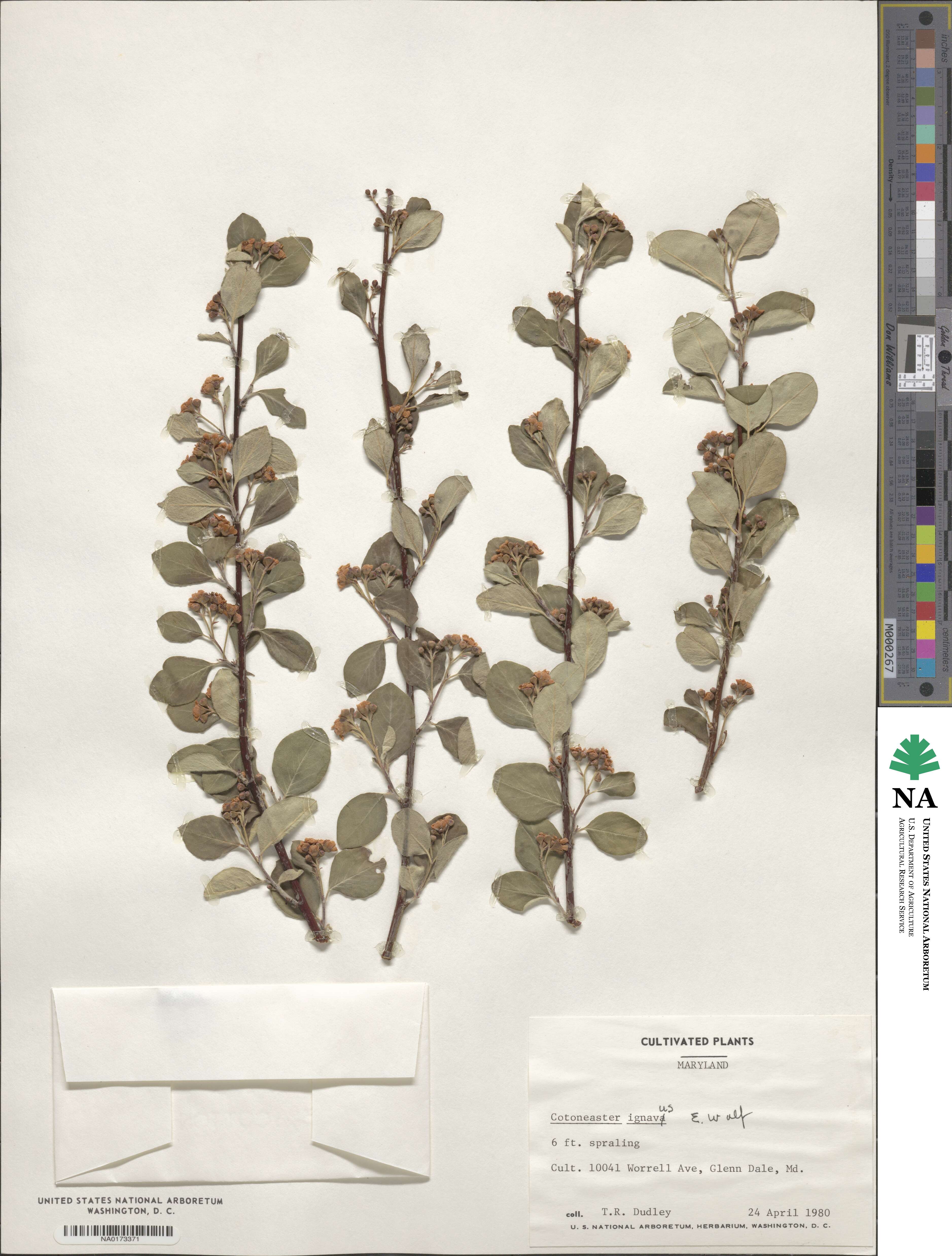Cotoneaster ignavus image