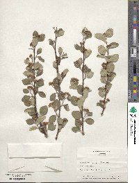 Cotoneaster ignavus image