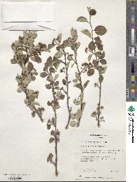 Cotoneaster ignavus image