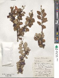 Cotoneaster integerrimus image