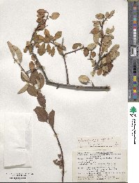 Cotoneaster integerrimus image