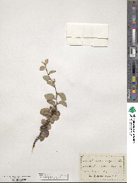 Cotoneaster integerrimus image