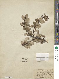 Cotoneaster integerrimus image