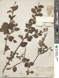 Cotoneaster integerrimus image