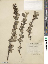 Cotoneaster integerrimus image