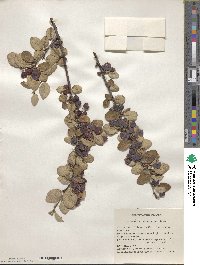 Cotoneaster integerrimus image