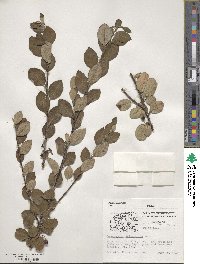 Cotoneaster integerrimus image