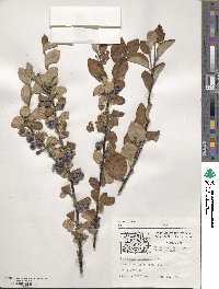 Cotoneaster integerrimus image