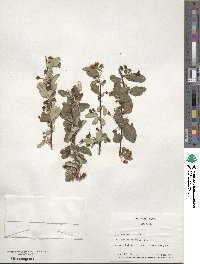 Cotoneaster integerrimus image