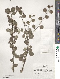 Cotoneaster integerrimus image