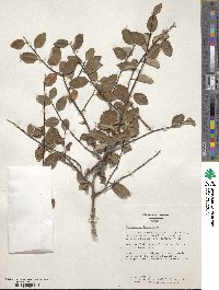 Cotoneaster integerrimus image