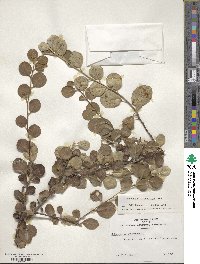 Cotoneaster integerrimus image