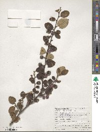 Cotoneaster integerrimus image