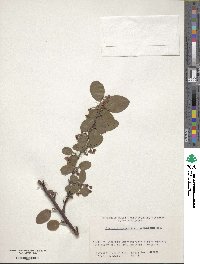 Cotoneaster integerrimus image