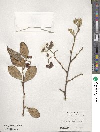 Cotoneaster coriaceus image