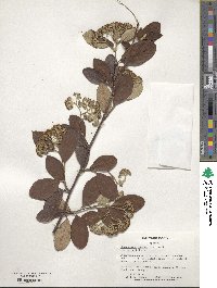 Cotoneaster coriaceus image