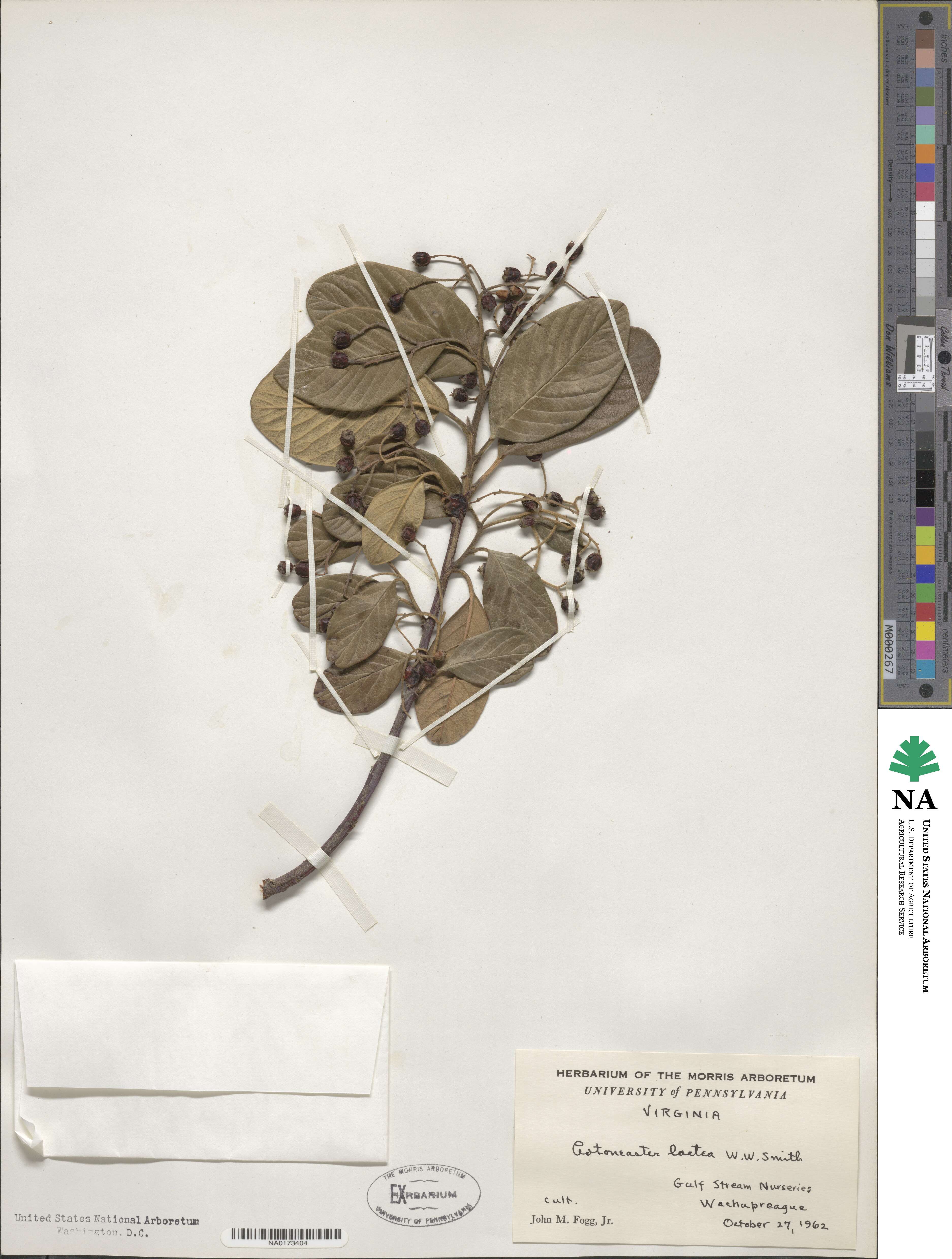 Cotoneaster coriaceus image