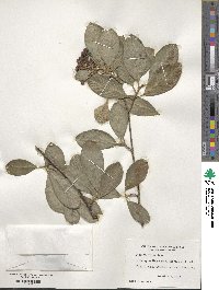 Cotoneaster coriaceus image