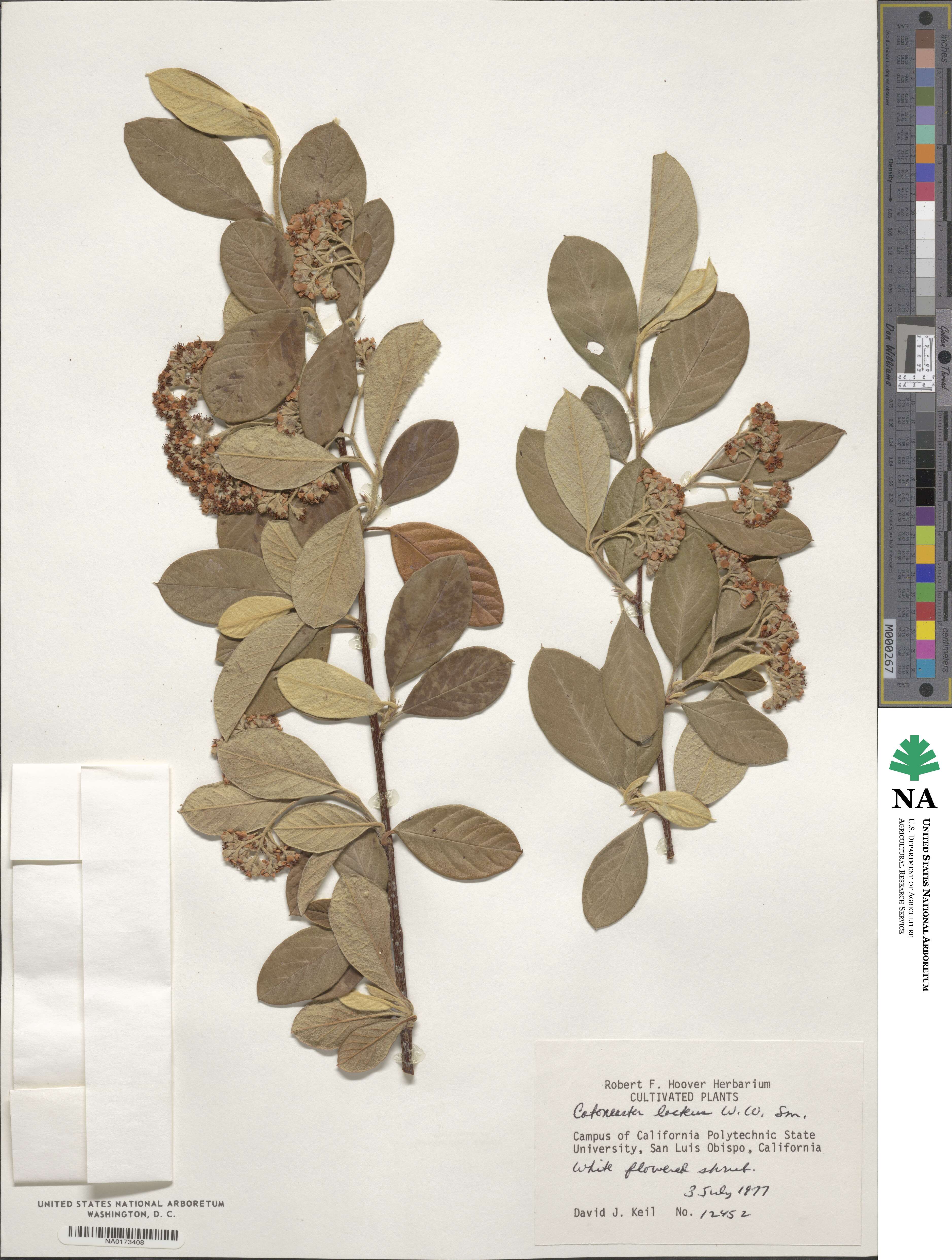 Cotoneaster coriaceus image