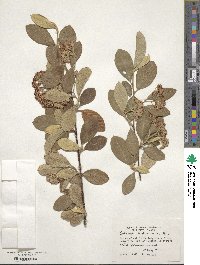 Cotoneaster coriaceus image