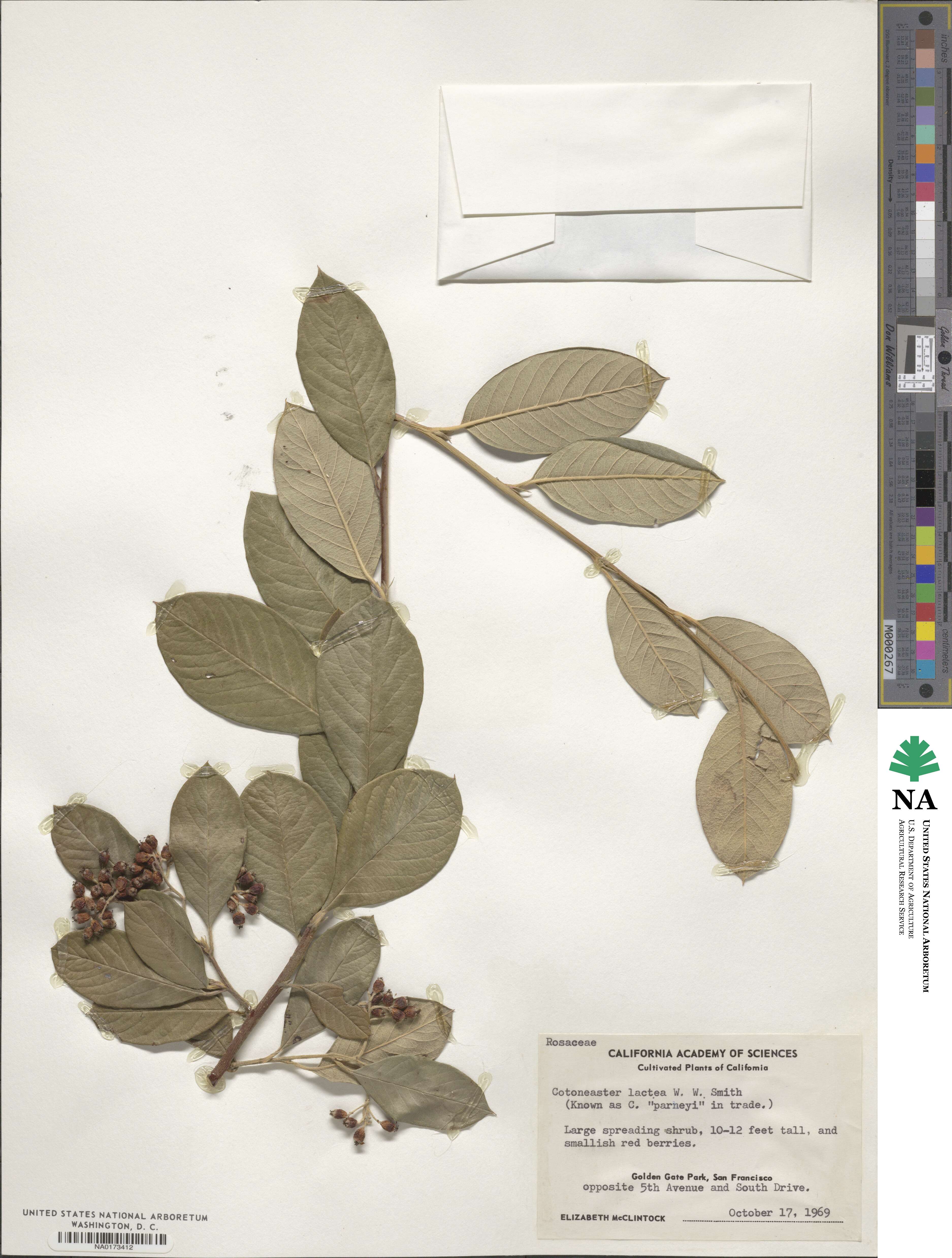 Cotoneaster coriaceus image