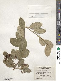 Cotoneaster coriaceus image