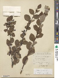 Cotoneaster laxiflorus image