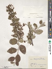 Cotoneaster laxiflorus image