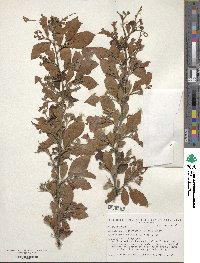 Cotoneaster acutifolius var. lucidus image