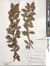 Cotoneaster acutifolius var. lucidus image