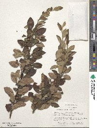 Cotoneaster acutifolius var. lucidus image