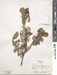 Cotoneaster acutifolius image