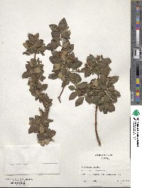 Cotoneaster acutifolius image