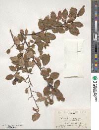 Cotoneaster acutifolius var. lucidus image