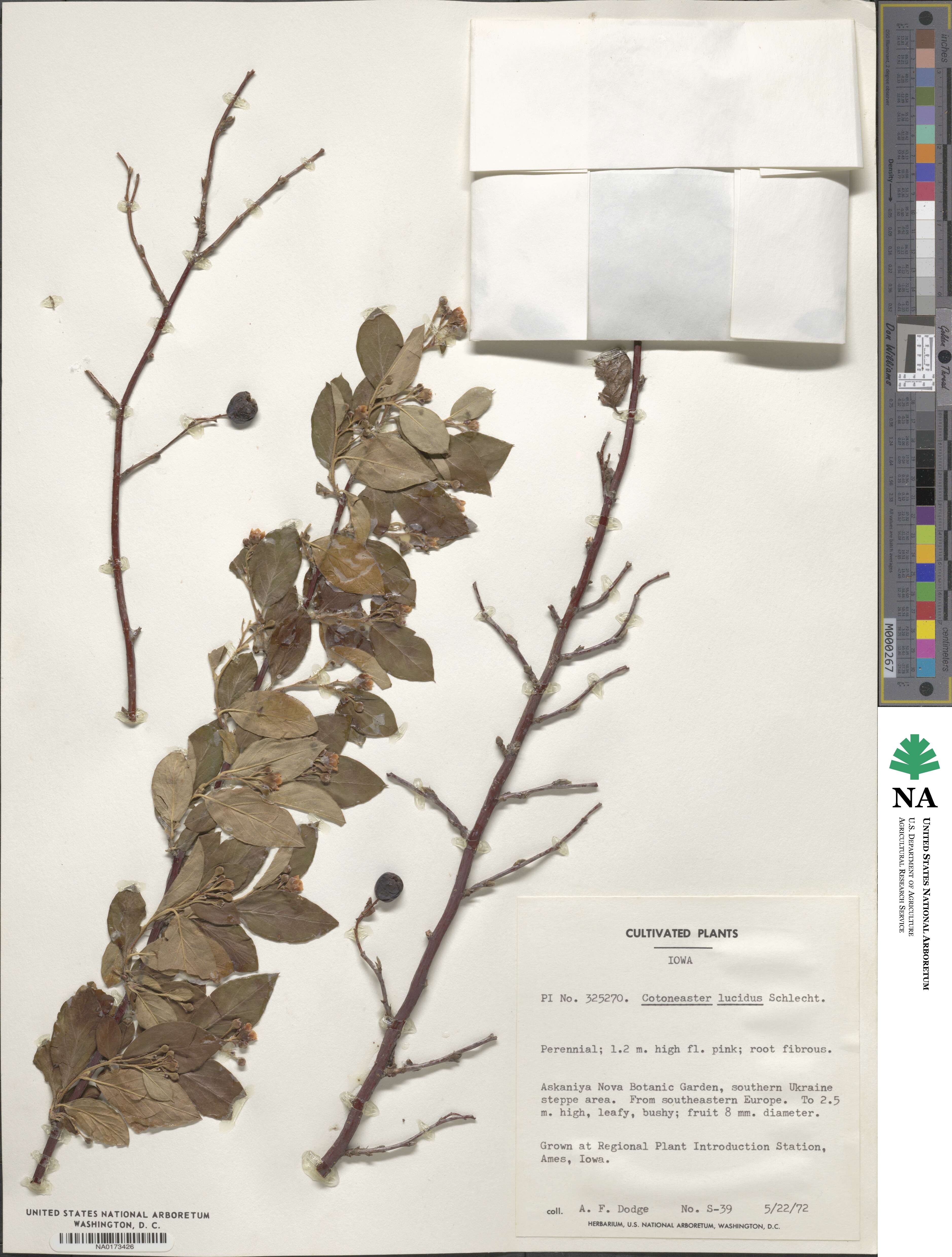 Cotoneaster acutifolius var. lucidus image