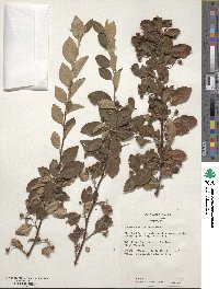 Cotoneaster acutifolius var. lucidus image